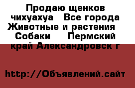 Продаю щенков чихуахуа - Все города Животные и растения » Собаки   . Пермский край,Александровск г.